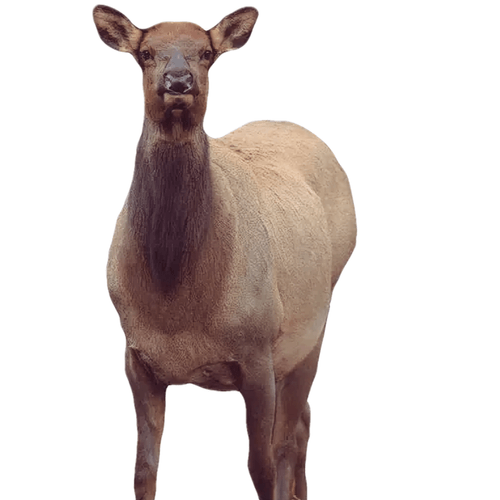 Montana Decoy Eichler Elk Decoy