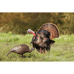 Higdon-Outdoors-Hard-Body-Feeder-Hen-Decoy.jpg