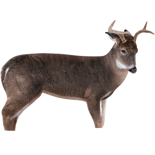 Montana Decoy The Freshman Buck Decoy