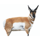 Montana Decoy Antelope Buck.jpg
