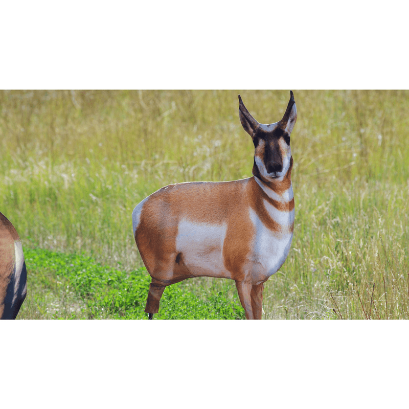 Montana-Decoy-Antelope-Buck.jpg