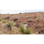 Montana Decoy Bessie Moo Cow.jpg