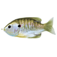 Live Target Sunfish Topwater Lure - Natural / Olive Bluegill.jpg
