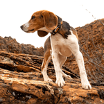 Wolfgang-ParkLands-Dog-Collar-Parklands-S.jpg