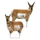 Montana-Decoy-Antelope-Buck-Combo-Decoy-Set-Antelope-38-x30--/-29-x43-.jpg