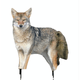 Montana Decoy Song Dog Coyote Decoy Song Dog