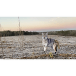 Montana-Decoy-Song-Dog-Coyote-Decoy-Song-Dog