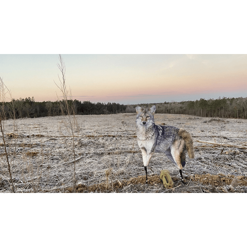 Montana-Decoy-Song-Dog-Coyote-Decoy-Song-Dog
