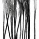 Montana Fly Company Whiting (100 Pack) Black