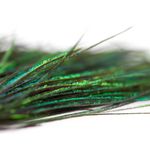 peacock-feather-close