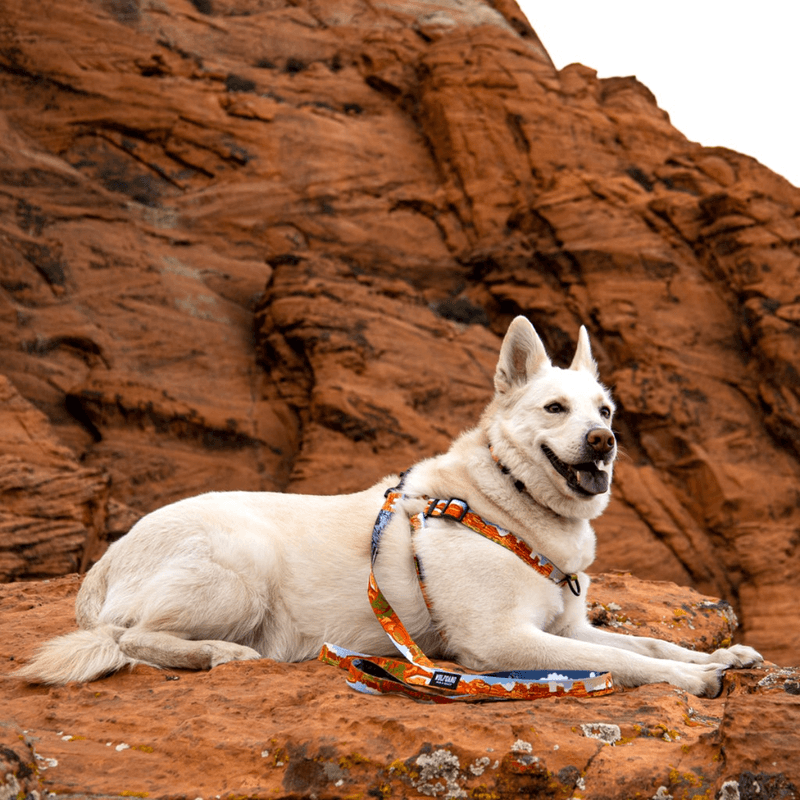 Wolfgang dog outlet harness