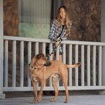 NWEB---WOLFGA-LOSTART-DOG-COLLAR.jpg