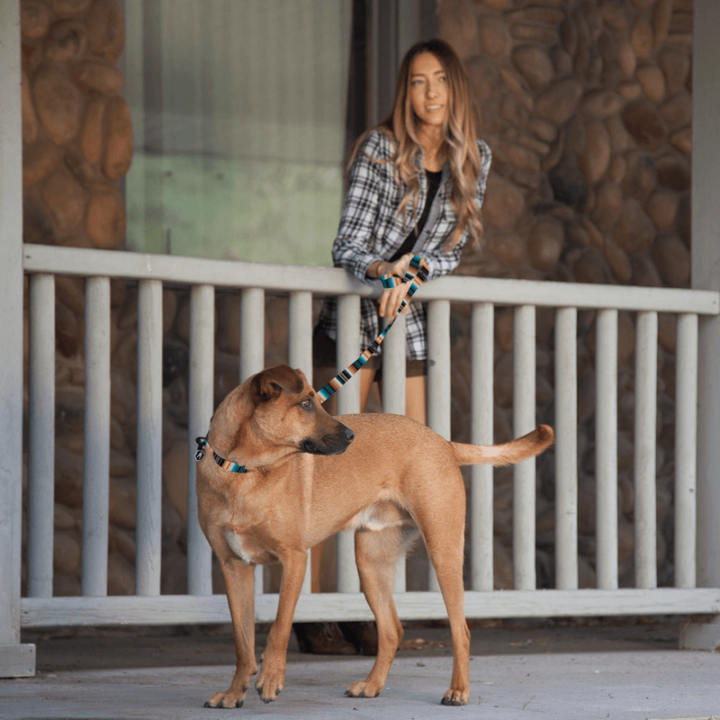 NWEB---WOLFGA-LOSTART-DOG-COLLAR.jpg