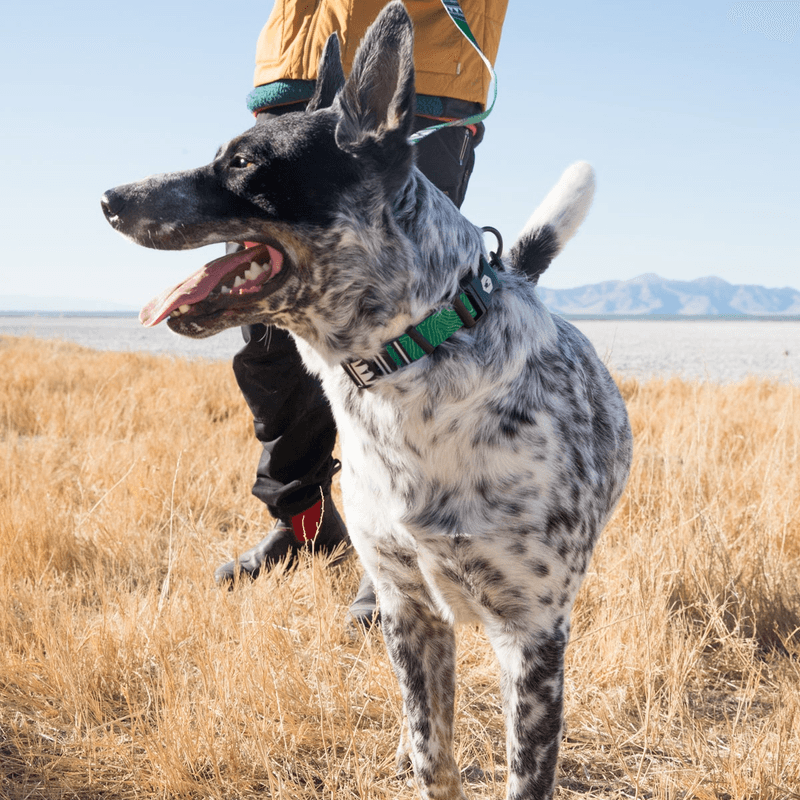 NWEB---WOLFGA-HIGHPLAINS-DOG-COLLAR.jpg